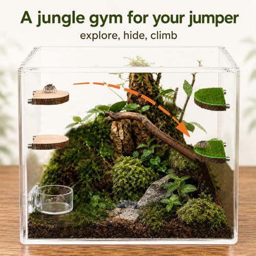 2 in 1 Jumping Spider Enclosure Accessories - Magnetic Feeding Dish with Jumping Wood Ledges | Acrylic Water Bowl Food Dish Habitat Decor for Tarantula Small Spider Reptile