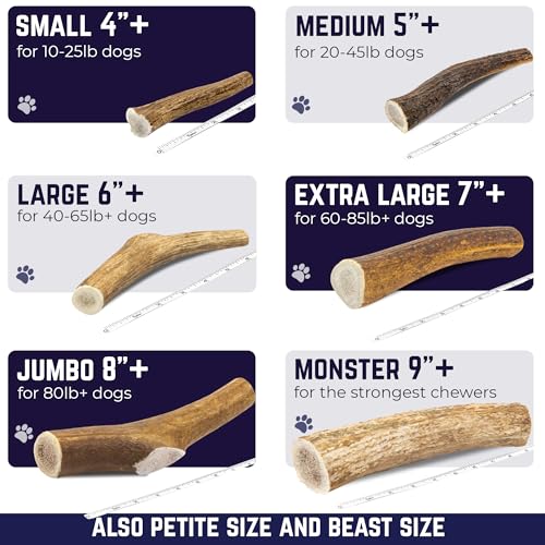 Devil Dog Pet Co Whole Elk Antlers for Dogs, Small 2 Pack, Long Lasting | Naturally shed Grade A Rocky Mountain elk antler, single ingredient, for tough chewers, 4 in+, breeds up to 25 lb - style: WHOLE - Small - 2 Pack