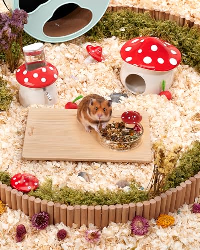 Niteangel Hamster Feeding & Food Bowls: Mushroom Glass & Chew-Resistant | Easy to clean & Stable Food Dish Feeding Bowls for Dwarf Syrian Hamsters Gerbils Mice Rats or Other Similar-Sized Small Pets - size: Feeding Bowl