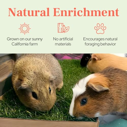 Guinea Pig Pee Pads, Fresh Grass Mat, Hamster Small Pet Bed 12x9 | Hydroponically grown grass with 2x the grazing area - great for guinea pigs, hamsters, hedgehogs, and multi-pet households - size: 12x9 Inch (Pack of 1)
