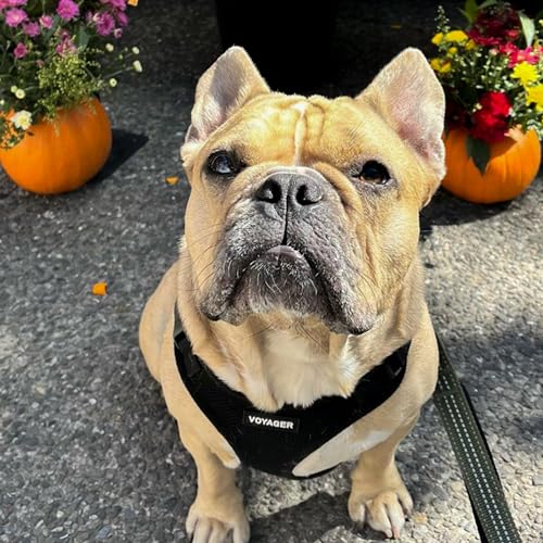Voyager Step-in Lock Dog Harness - Black, X-Small | 13 - 16" in Chest, Adjustable, Breathable Air Mesh, Lightweight for Daily Walks, Strong Clips, Heavy Duty D-Ring - color: Harness (Black), size: XS (Chest: 13 - 16")