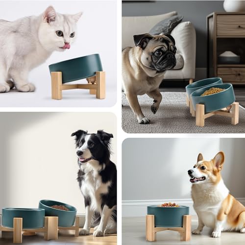 SPUNKYJUNKY 15° Slanted Ceramic Dog and Cat Bowl with Wooden Stand, Tilted Bulldog Food and Water Bowl No Slip Non-Spill for Cats Medium Dogs Big Face Pets 13.5 OZ (1.7 Cups, Green × 2) - color: Green, size: 1.7 CUPS × 2