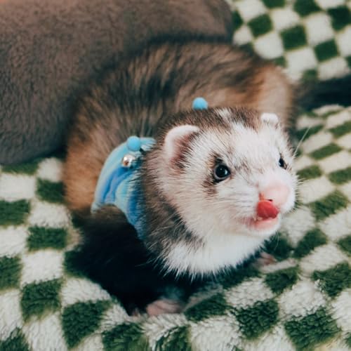 Ferret Harness and Leash Set - Small Animal Soft Fleece Vest with Safe Bell Halloween Outfit Adjustable Traction Rope Outdoor Walking Training Leash for Ferret Rat Bearded Dragon Kitten (Blue) - color: Blue