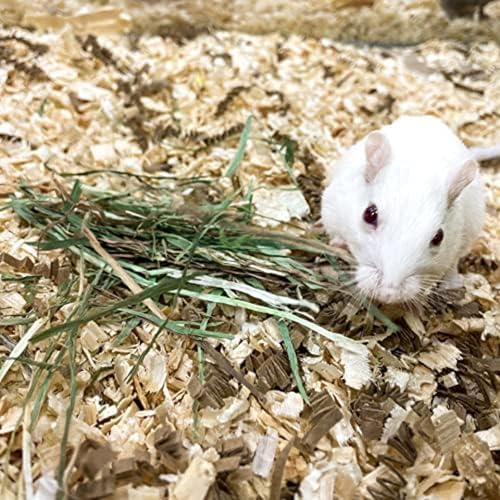 Blue Mountain Hay Orchard Grass Hay for Small Pets, High Fiber Feed, 24oz | Fresh Orchard Grass, High Fiber Pet Forage, Supports Digestion and Dental Wear, Sweet Aroma, Additive Free, Natural Foraging - size: 1.5 Pound (Pack of 1)