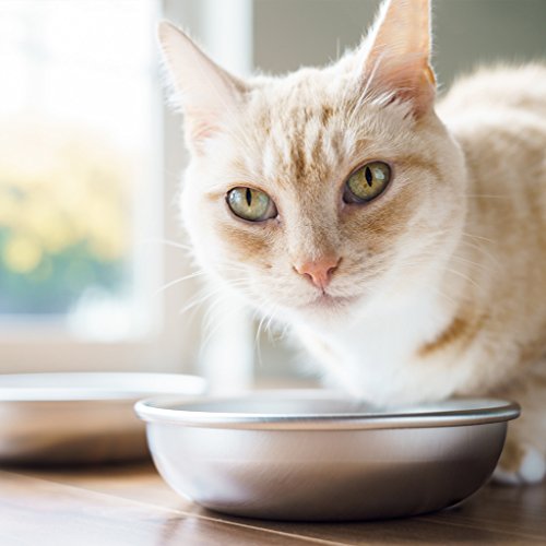 Stainless Steel Cat Bowls for Food & Water by Americat – Made in USA – Dishwasher Safe, Human Grade, Whisker Friendly Dishes (4 Bowls) - size: 4 Bowls