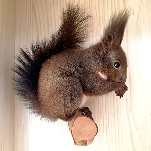 QBLEEV 3 PCS Hamster Chew Toys for Teeth, Chinchilla Cage Accessories Supplies, Guinea Pigs Natural Wood Chews Sticks for Rat Squirrels, Rabbits Perch Toys Birds Standing Platform for Parrot Bunny | Guinea pigs natural wood chews sticks for rat squirrels,