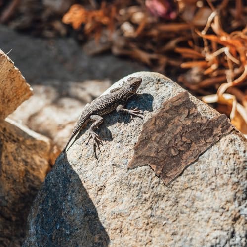 Beavorty 10Pcs Reptile Tree Bark Decor Natural Cork Bark Platform for Lizards Spiders Hamsters Reptile Habitat Climbing and Resting Basking Terrace 3.93X3.54X0.19In
