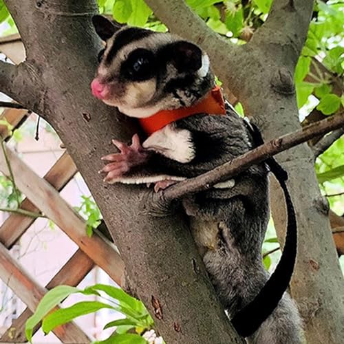 3 Pack Sugar Glider Harness and Leash Set Small Animal Training Walking Vest for Squirrel Hamster Rat-Black - color: Black