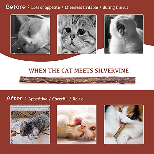 Silvervine Sticks for Cats, 30PCS Kitten Toys Catnip Toys Matatabi Silvervine Sticks Kitty Chew Toys Wooden Stick Kitten Teething Toys Molar Suitable for Cats of All Ages - size: (30pcs)