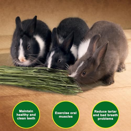 Premium Oat Hay, 1.1LB Small Pet Feed | Premium dust free natural green oat hay, suitable for rabbits, guinea pigs, chinchillas, hamsters, gerbils - size: 1.1 Pound (Pack of 1)