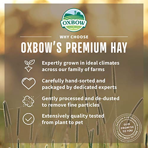 Oxbow Timothy Hay, Rabbit & Guinea Pig Hay, High Fiber for Digestive Health, Grown in the USA, Veterinarian Recommended Small Pet Supplies, for Rabbits, Guinea Pigs, & Chinchillas, 15 oz. (Pack of 2) - size: 15 Ounce (Pack of 2)