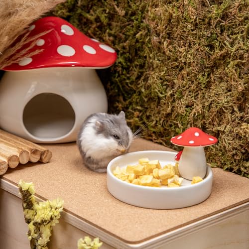 Niteangel Hamster Snack Treat Toy: Freeze-Dried Pumpkin & No Additive | Delivers Essential Vitamins & Minerals- Small Animal Natural Treat for Dwarf Syrian Hamsters Gerbils Mice Degus or Small Pets