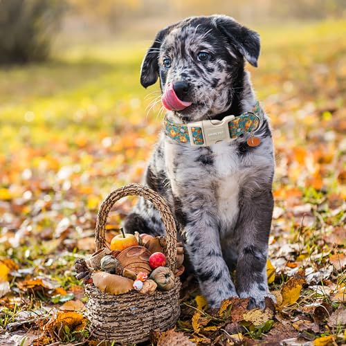 ARING PET Fall Dog Collar, Cute Autumn Halloween Pumpkin Pet Collars for Puppy Small Medium Large Giant Girl Boy Dogs-XS - color: Fall Two Pumpkin, size: X-Small