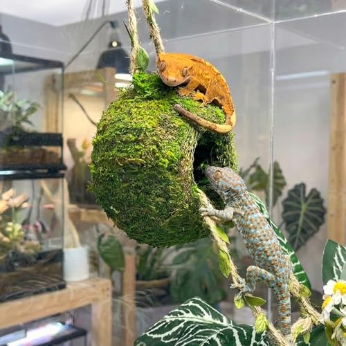 Moss Cave Hideout with Hanging Rope & Hemp Climbing Ladder – Natural Reptile Tank Decor Accessories for Crested Geckos, Chameleons, Tree Frogs, Leopard Geckos & Snakes. Terrarium & Vivarium Decor (6") - size: 6"