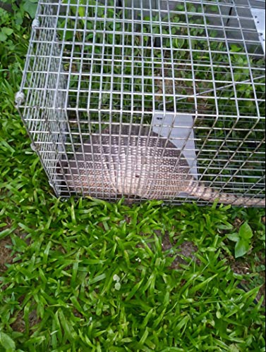 Faicuk Large Collapsible Humane Live Animal Cage Trap for Raccoon, Opossum, Stray Cat, Rabbit, Groundhog and Armadillo 32 x 11 x 13 Inch - size: 32" x 11" x 13"