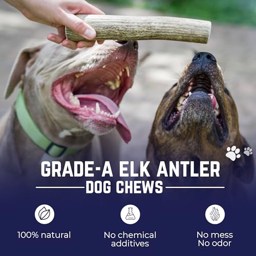 Devil Dog Pet Co Whole Elk Antlers for Dogs, Small, Aggressive Chewers | Naturally shed Grade A Rocky Mountain elk antler, single ingredient, long lasting, 4 in+, fits breeds up to 25 lb - style: WHOLE - Small - 1 Pack