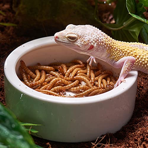 Reptile Food Water Bowl, 2 pcs Ceramics Worm Dish,Anti-Escape Reptile Water Feeder,Mealworm Bowl for Lizard Gecko Bearded Dragon, (S,M,L) (Medium) - size: Medium