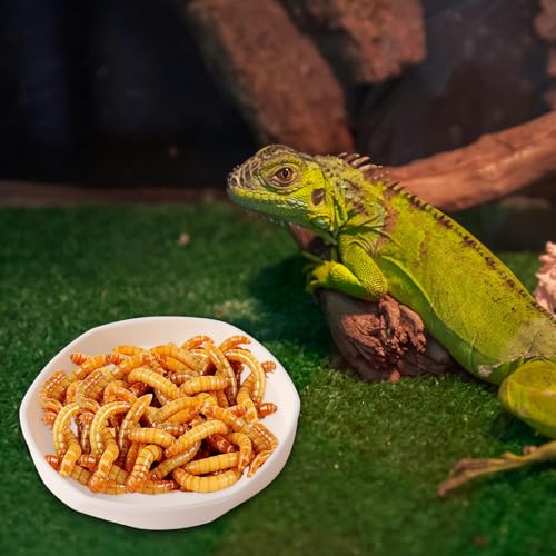 4 Pack Small Reptile Food Dish Bowl, Plastic Worm Water Dish Plate | Reptile Food Bowls for Lizard Gecko Bearded Dragon Chameleon 4" W x 4" D x 0.5" H, White and Grey - color: White and Grey