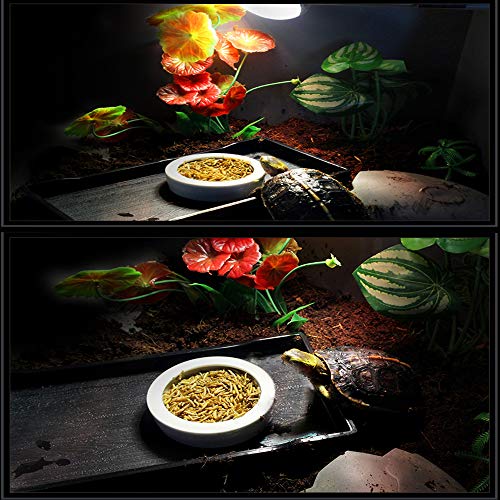 Tfwadmx 2 Pack Reptile Food Bowl, Mini Ceramic Water Feeder Bowl, Reptile Worm Feeding Dish for Lizard Turtle Bearded Dragon Anoles Crested Gecko Hermit Crab Leopard Gecko Chameleon Corn Snake - size: 1 Pc 2.7 '' x 0.8 ''