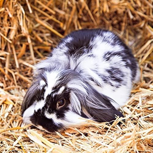 Blue Mountain Hay Orchard Grass Hay for Small Pets, High Fiber Feed, 24oz | Fresh Orchard Grass, High Fiber Pet Forage, Supports Digestion and Dental Wear, Sweet Aroma, Additive Free, Natural Foraging - size: 1.5 Pound (Pack of 1)