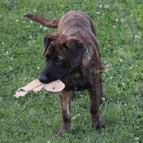 SPOT Skinneeez Leather Lizard – 15" Stuffing-Free Dog Toy with Real Leather & 2 Squeakers, Chew & Toss Toy for Small & Medium Dogs, Best for Light to Moderate Chewers - size: 15 Inch