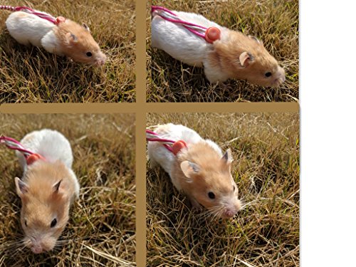Hypeety Syrian Hamster Leash Harness Set Adjustable Training Walking Lead | Adjustable 0.79-3.54'' chest, 55.12'' lengh, soft nylon leash with finder bells, for rat/gerbil, easy to put on, random color - color: Rope Random 55.12"