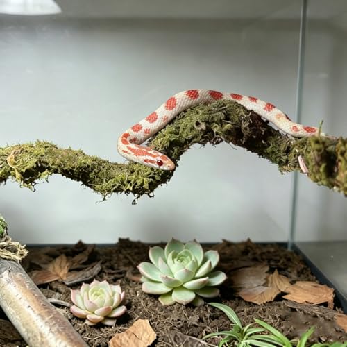 2PCS Leopard Gecko Climbing Toys Bendable Vine Tank Accessories for Lizard | collapsible moss,terrarium decor,natural,Great Moisture Retention,for crab geckos Chameleons,length of 19.7 inches,climbing