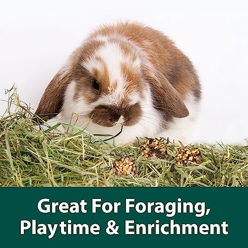 Kaytee Granola Bites with Superfoods Spinach and Carrot for Rats, Mice, Hamsters, Gerbils, Rabbits, Guinea Pigs and Chinchillas, 4.5oz - size: 4.5 Ounce (Pack of 1), style: Spinach & Carrot