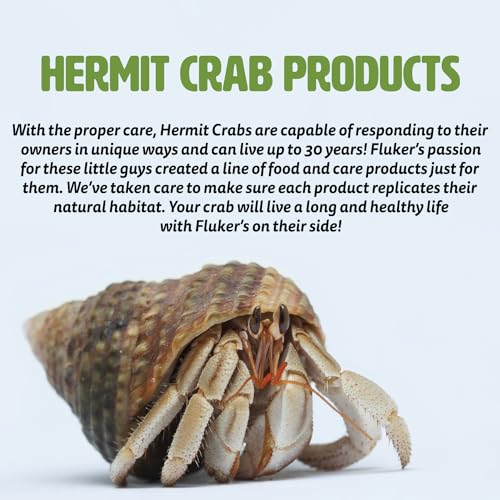 Fluker's Corner Rock Bowl, Food & Water Dish for Hermit Crabs, Medium 6" - size: Medium
