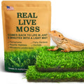 Live Moss for Terrarium Bedding & Reptile Enclosures | Moisture-Holding Layer, Humid Hide Accent, Forest-Floor Look, Easy to Trim, For Frogs, Geckos, Turtles, Snakes