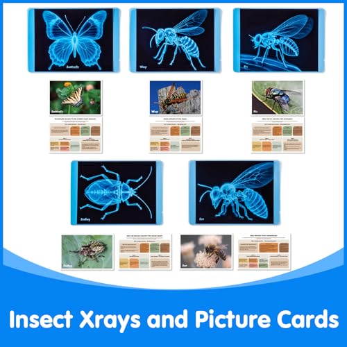 Insect Xrays – Bug Science Kit - Light Table Accessories | Bug Detectives for Kids, STEM Learning Insect X-Ray Set - style: Insect Series
