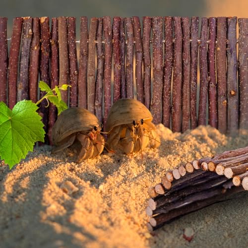 Hermit Crab Hideout,Hermit Crab Climbing Toys,Reptile Climbing Decor for Small or Medium Hermit Crab Habitat (Hermit Crabs Climb Bridges) Small Size - size: 7.87*5.9 inch