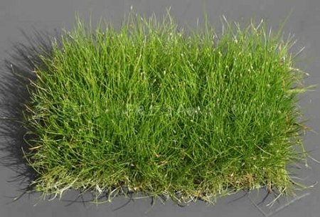 Dwarf Hairgrass on 3 x 5 mat - Foreground Carpet Aquarium Plant