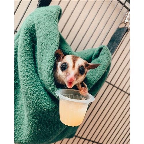 Exotic Nutrition Rainbow Zebra Pouch Set - Hammocks and Bedding for Sugar Gliders, Rats, Ferrets, Chinchillas, Squirrels, Marmosets, Hamsters, Gerbils & Small Animals