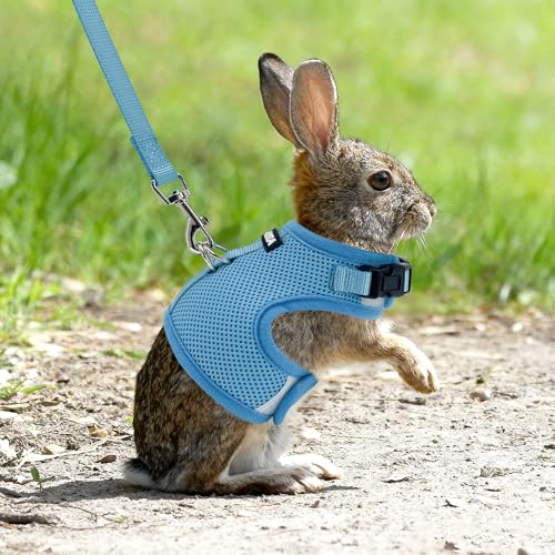 Adjustable Rabbit Harness and Leash Set Escape Proof, Blue M | Padded Vest with Magic Tape Design, Indoor/Outdoor Use (Training, Hiking) - Fits Hamsters, Rats, Iguanas, Puppies, Cats