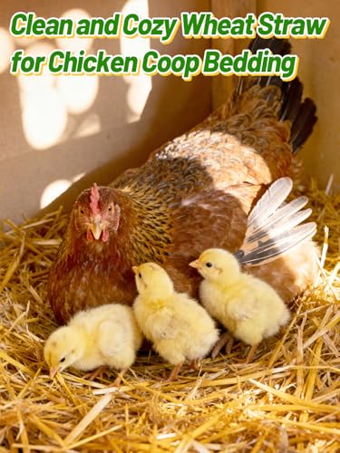 Acostop Natural Dry Wheat Straw for Garden Mulch Stray Cats Dogs Shelter | 2 LB Clean Soft Warm Chicken Coop Yard Farm Pets Bedding, Decorative Straw Bale, Landscaping Weed Cover - size: 2 LB