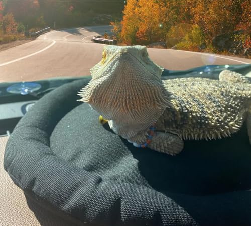 Bearded Dragon Bed, Mat for Car Lizard Sleeping Bed Adsorbed on Glass Jar Cushion Washable for Travel Reptile Tank Accessories Small Animal Carrier for Lizard Leopard Gecko (Black) (Black)