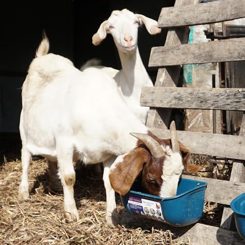 Goovilla Chicken Feeder Waterer, Hanging or Screw-in, 2 Pack 5 Quart, Blue | With Clips and Screws, Goat Feeding Supplies, Duck Piglet Sheeple Coop Dog Livestock Poultry Plastic Feeder Trough Bucket - color: Dark Blue, size: 5 Quart