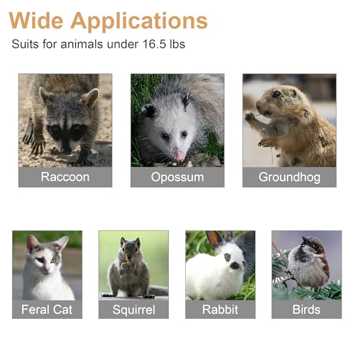 32" X 12" X 12.5" Large Live Animal Trap Cage Humane One-Door Solid Steel Catch and Release Rodent Cage for Raccoon, Rabbits, Stray Cats, Squirrel, Groundhogs, Opossums, Armadillos - style: 32" X 12" X 12.5"