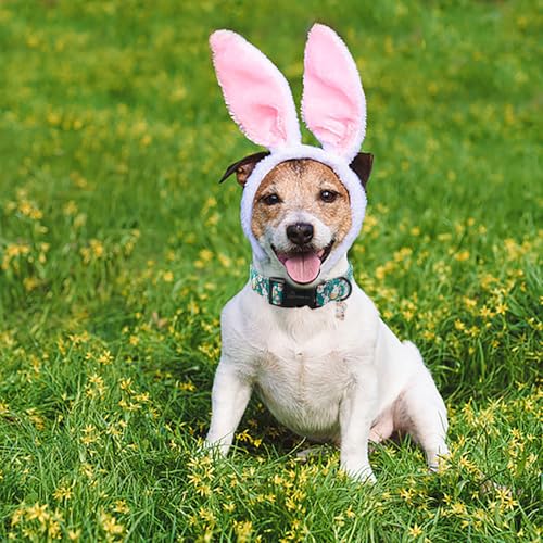 ARING PET Easter Dog Collar-Cute Green Easter Eggs Dog Collar, Adjustable Carrot&Rabbit Pet Collars Puppy Collar Gifts with Quick Release Buckle for Girl&Boy Dogs - color: Easter rabbit, size: X-Small