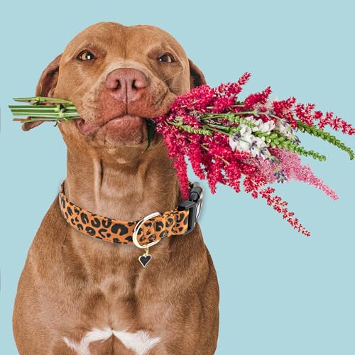 Faygarsle Brown Leopard Print Dog Collar for Small, Medium, Large Boys Girls Dogs M - color: Brown Leopard, size: Medium