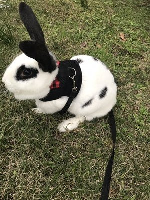 Bunny Kitten Harness No Pull Cat Leash Stylish Vest Harness for Small Animal Adjustable Soft Breathable Walking Harness Set (Black, L) - color: Black, size: L