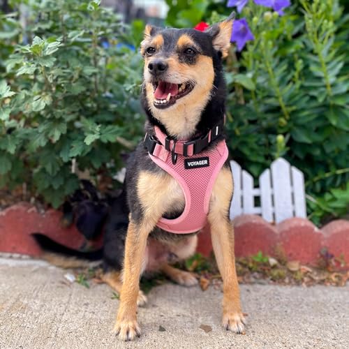Voyager Step-in Lock Dog Harness - Pink, Medium | 17 - 21" in Chest, Adjustable, Breathable Air Mesh, Lightweight for Daily Walks, Strong Clips, Heavy Duty D-Ring - color: Harness (Pink), size: M (Chest: 17 - 21")