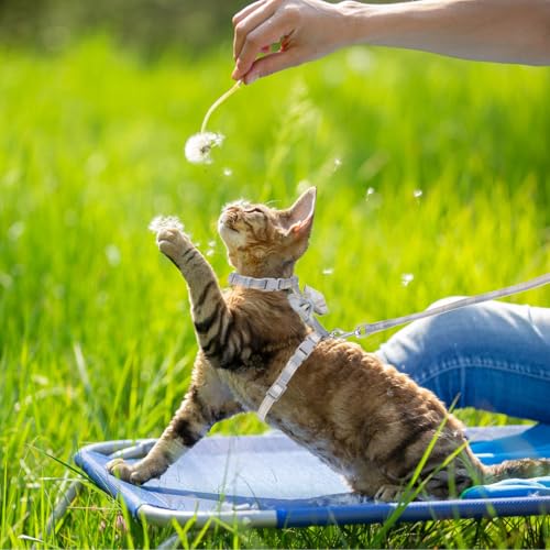 TIESOME Cat Harness and Leash Set, Adjustable Gradient Kitten Harness | Escape Proof Harness with Leash for Kitty Outdoor Walking - color: Bow Tie