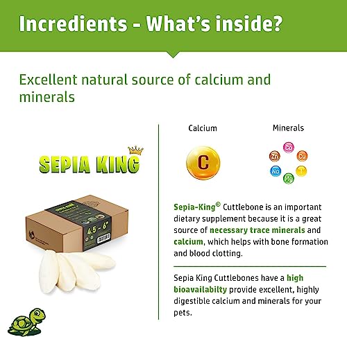 Sepia King - Medium - 100% Natural Calcium Supplement - Premium Cuttlebone Perfect for Birds, Tortoises, Snails, Reptiles - 12 Pack