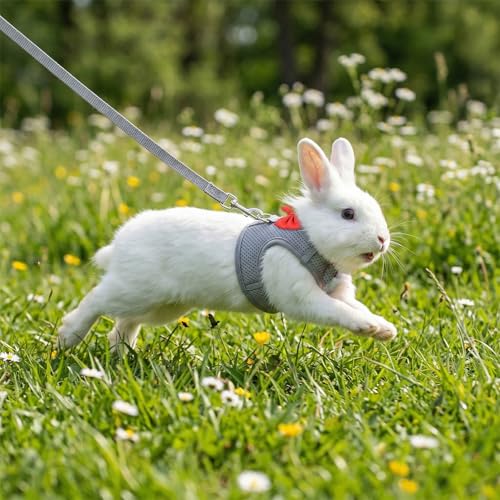 Bunny Leash and Harness Set, Rabbit Harness Vest, M Size | Bunny Harnesses, Adjustable Straps Design, Soft Mesh Harnesses for Puppies, Kitten, Guinea Pigs, Grey - size: M