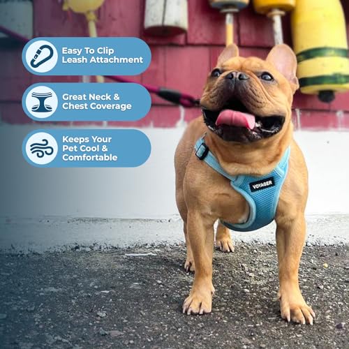 Voyager Step-in Flex Adjustable Dog Harness - Baby Blue, X-Large | 23 - 28" in Chest, Fully Adjustable, Reflective Bands, All Weather Breathable Air Mesh, Lightweight, Fast Drying - color: Harness (Baby Blue), size: XL