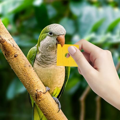 50 Pcs (Mixed Colo) Wood Blocks Bird Parrot Chewing Toys Natural Bird Toys Large Parrot Toys DIY core Accessories for Parrot Playing and Chewing Toys