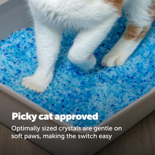 PetSafe ScoopFree Odor Control Crystal Cat Litter, Fresh Scent, 8 Lb Bag | 5x Faster Odor Control than Clumping Clay Litter, 99% Dust-Free, Low Tracking Crystals, Compatible with Any Cat Litter Box - size: 1-Pack (8 lb Bag)
