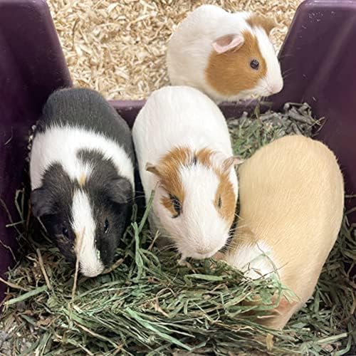 Blue Mountain Hay Orchard Grass Hay for Small Pets, High Fiber Feed, 48oz | Fresh Orchard Grass, High Fiber Pet Forage, Supports Digestion and Dental Wear, Sweet Aroma, Additive Free, Natural Foraging - size: 3 Pound (Pack of 1)